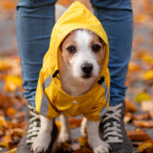 dog wearing yellow raincoat